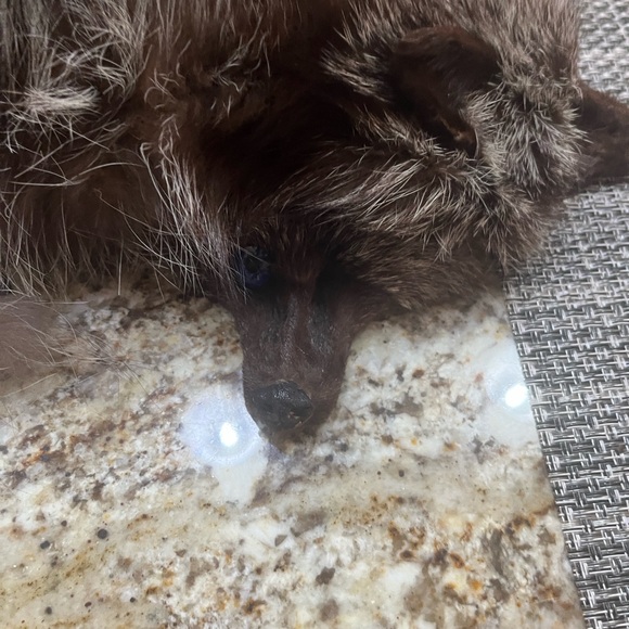 Elegant Fox wrap full bodies - Picture 8 of 13